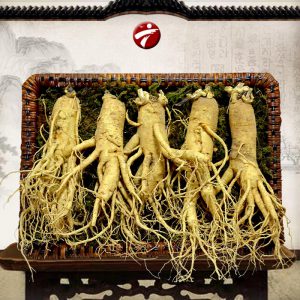 Nhân sâm tươi 5 củ/ kí