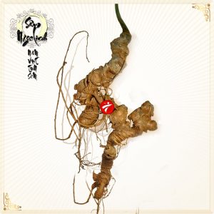 Sâm Ngọc Linh 8 -10 năm tuổi